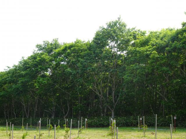 2konarasiken