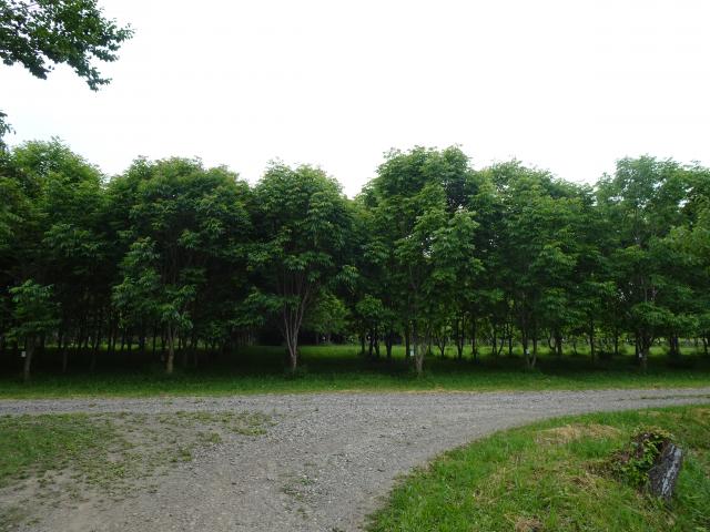 7kouiku