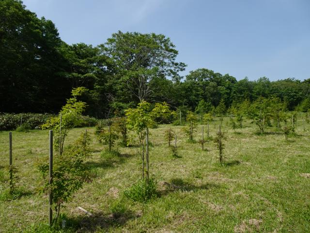aosiken