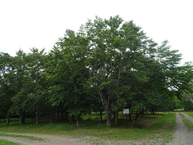 bunaiku