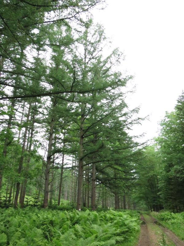 H30上足寄採種園カラマツ観察木（着果状況一覧のページ用）