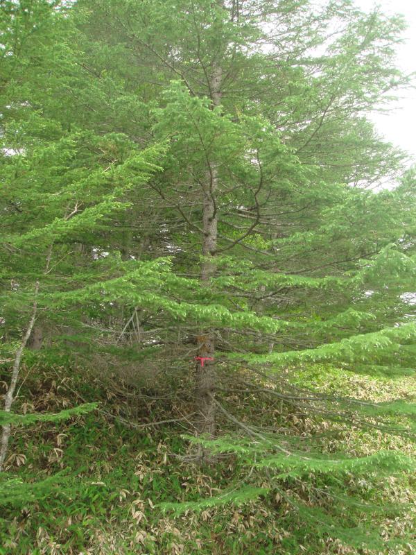 上尾幌採種園