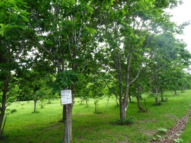 mizukou