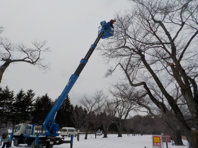 二十間道路の桜並木の採穂