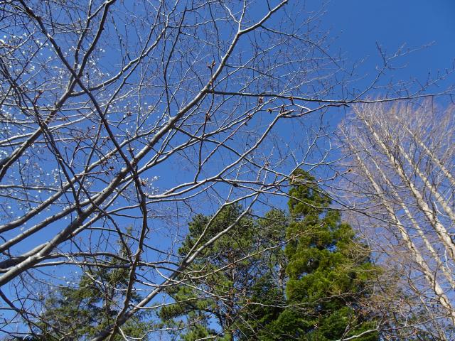 0423_kasumizakura