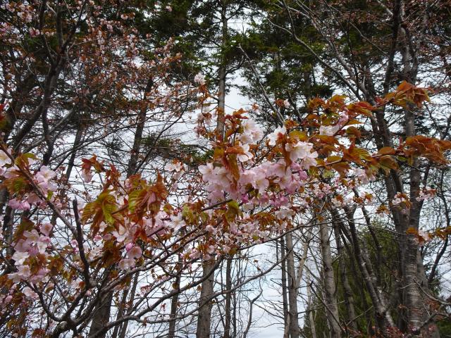 0428_ooyamazakura