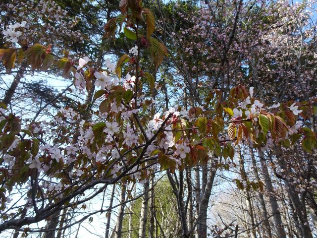 0430_ooyamazakura_1