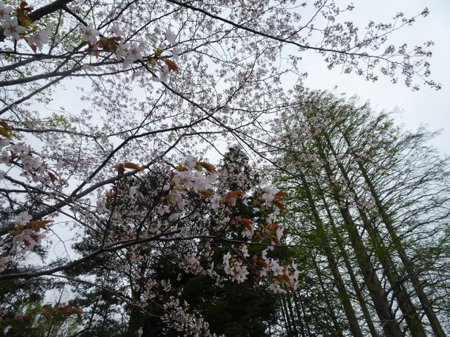 0511_kasumizakura_1