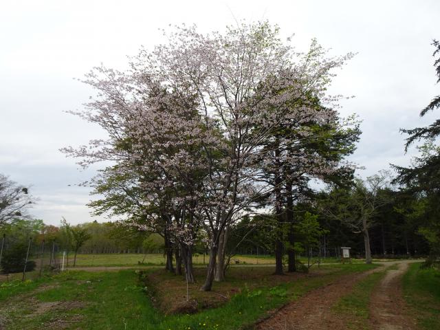 0511_kasumizakura_2