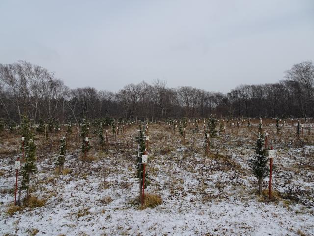 国立研究開発法人森林総合研究所 林木育種センター北海道育種場／苗木