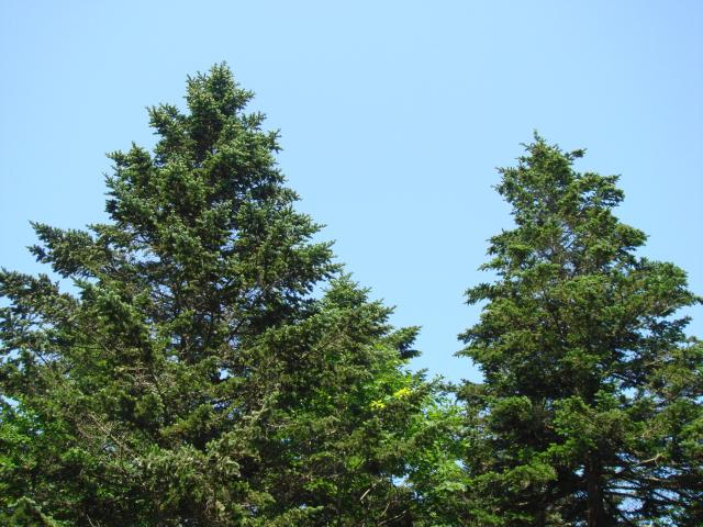 岐阜採種園