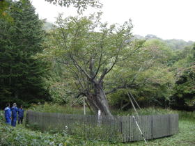 H22夫婦桜夏