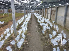 H22接ぎ木小屋