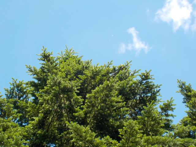 H28乙部採種園（トドマツ）