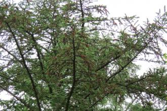 H29着果調査（雨紛採種園・カラマツ）