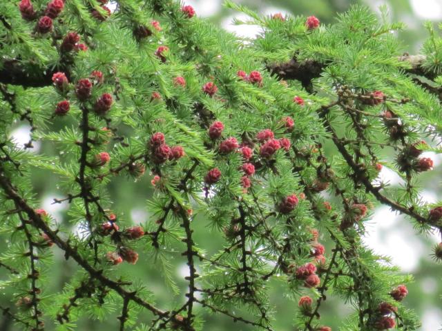 H30着果調査（新和採種園・グイマツ）