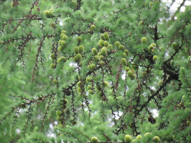 H30着果調査（新和採種園・カラマツ）