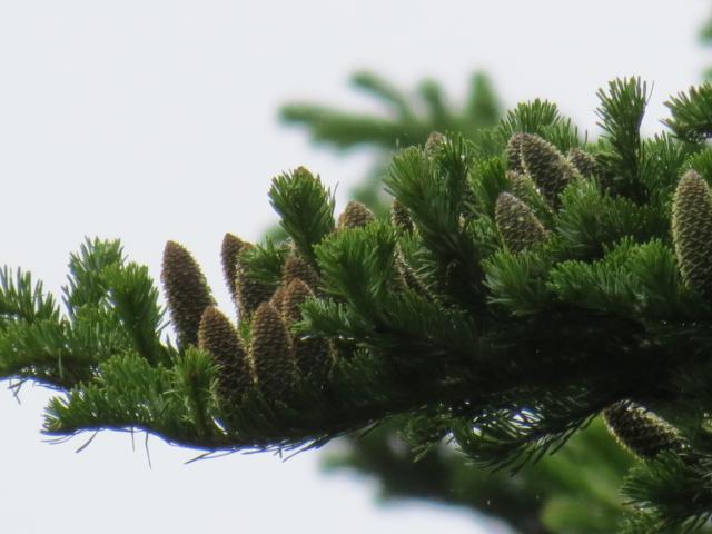 H30着果調査（新和採種園・トドマツ）