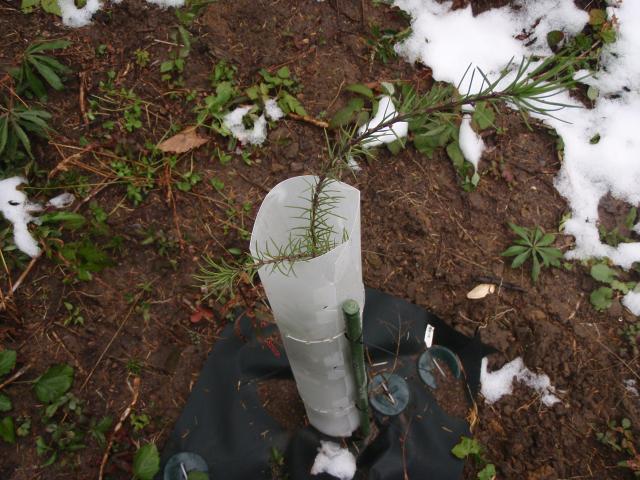 雨紛成育状況