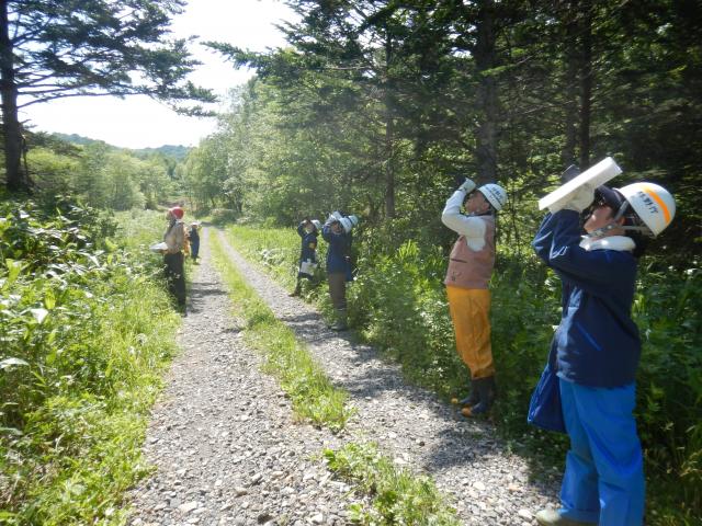 R1着果調査の様子（雨紛採種園）