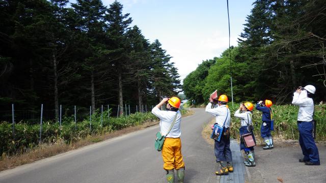 chikubetu採種園での着果調査