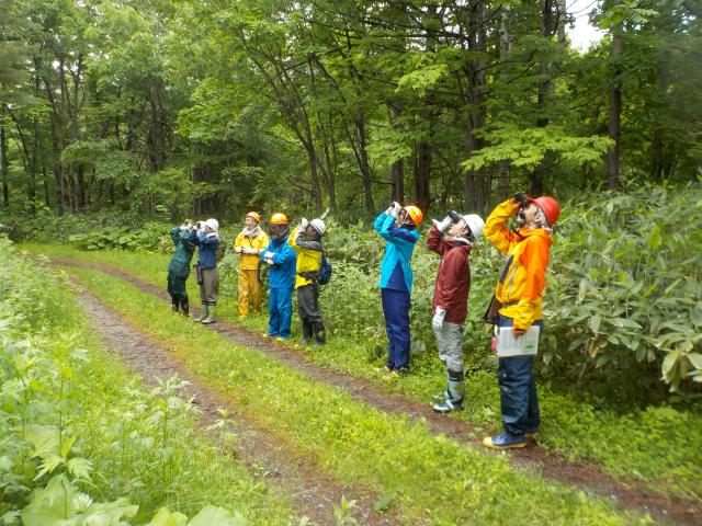 塩狩採種園での着果調査