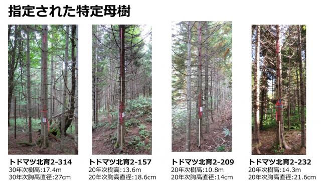 第2世代精英樹の選抜_3