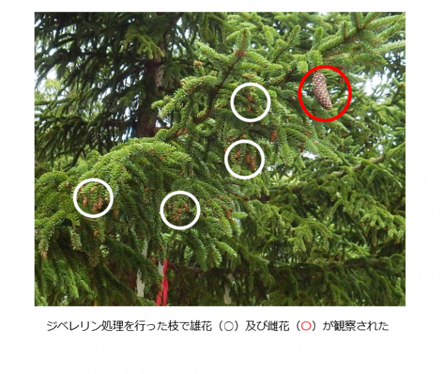 アカエゾマツの着花促進処理_2