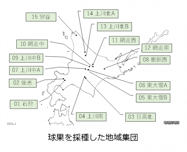 エゾマツ諸特性の地理的変異_1