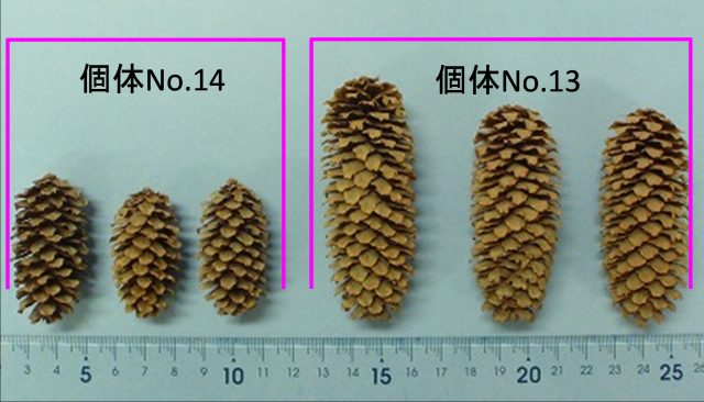 エゾマツ諸特性の地理的変異_2
