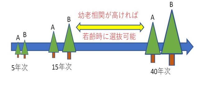 育種サイクルの短縮に向けたトドマツの早期選抜_1