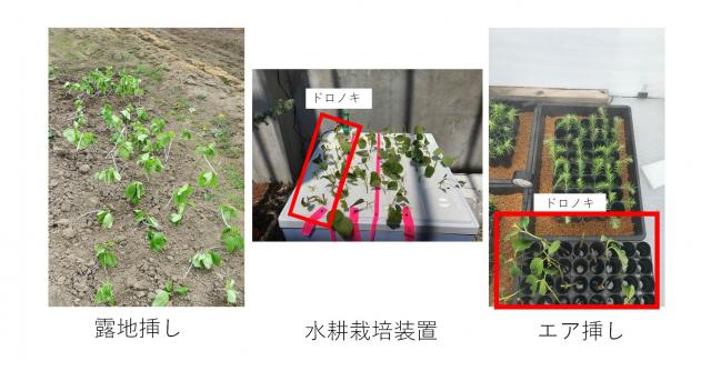 広葉樹のさし木増殖技術の開発_1