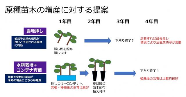 広葉樹のさし木増殖技術の開発_3
