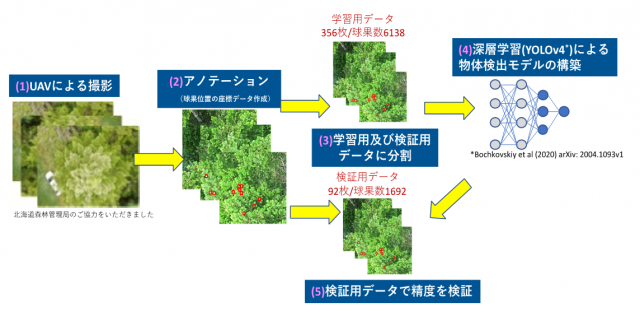 UAV等の活用による効率的な表現型評価技術の開発_2