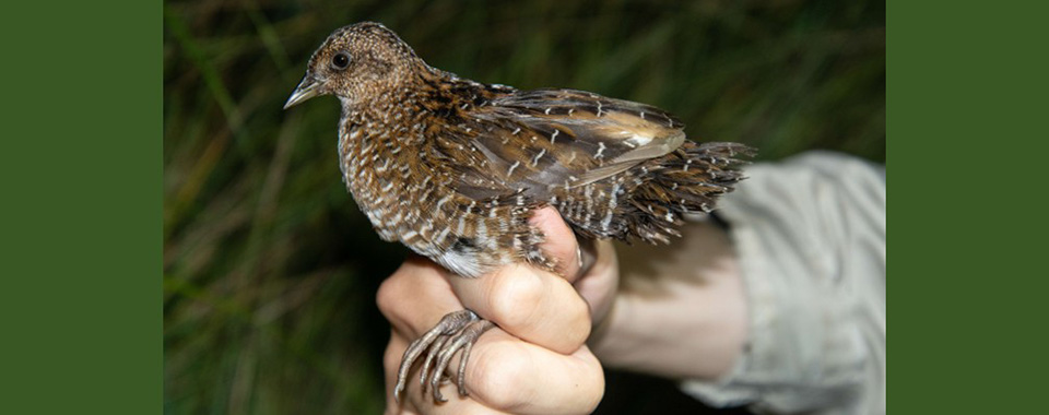 生物の進化を島が支える—シマクイナが明かす、日本列島が大陸集団の存続を支える仕組み—