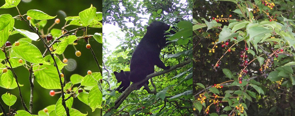 地球温暖化から逃避する樹木と哺乳類・鳥類との関係 —野生のサクラの種子散布に果たすクマの役割—