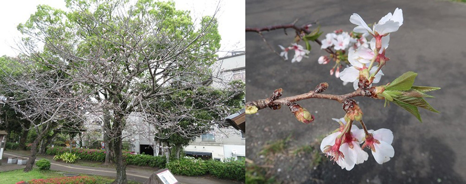 温暖化による‘染井吉野’の開花異常を確認