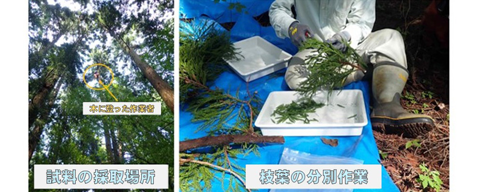 原発事故後の森林で放射性セシウムの安定時期を解明