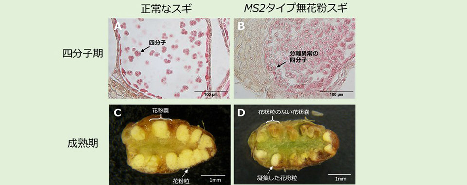 無花粉スギ（MS2タイプ）の候補遺伝子を同定 —花粉を作らない原因の解明に前進—