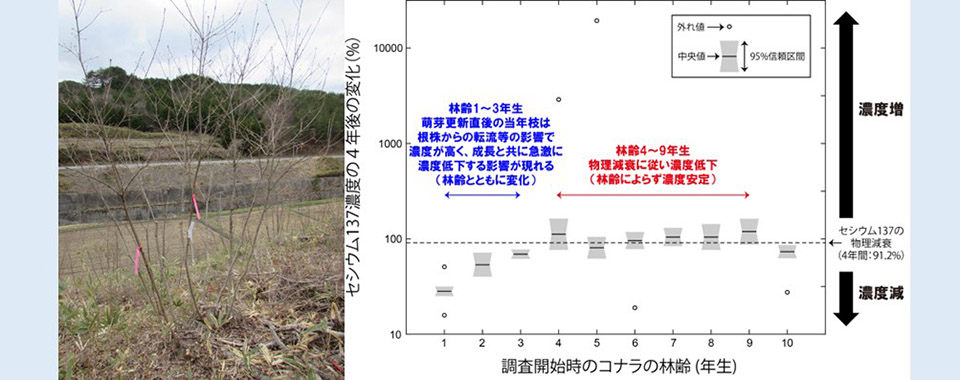 コナラ当年枝の放射性セシウム濃度と林齢の関係を解明