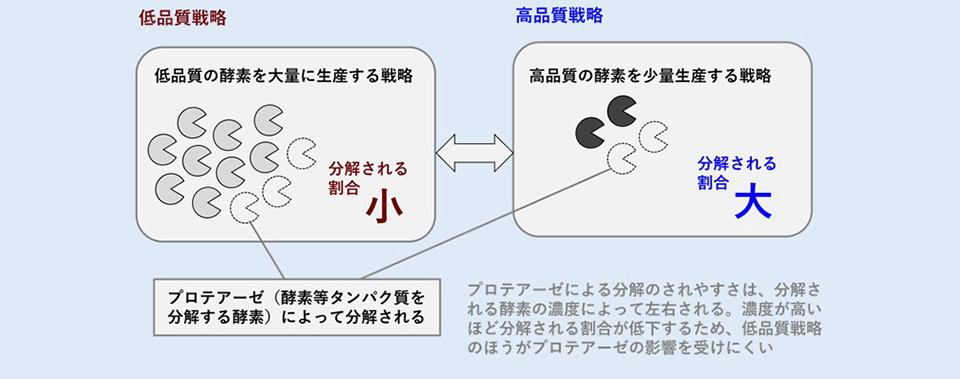 熱帯林の微生物は土壌のリン不足に「質より量」で勝負