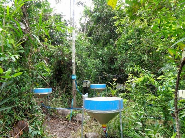 カンボジア熱帯季節林の林内に設置した直径80cmの受水部で雨を集める