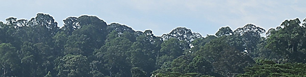 調査地、ブキティマ自然保護区の写真