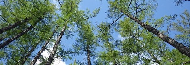 青空に向かってのびるカラマツを林内から見上げた