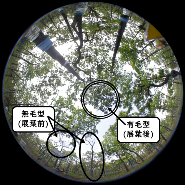 新緑の季節に無毛型だけが展葉していない