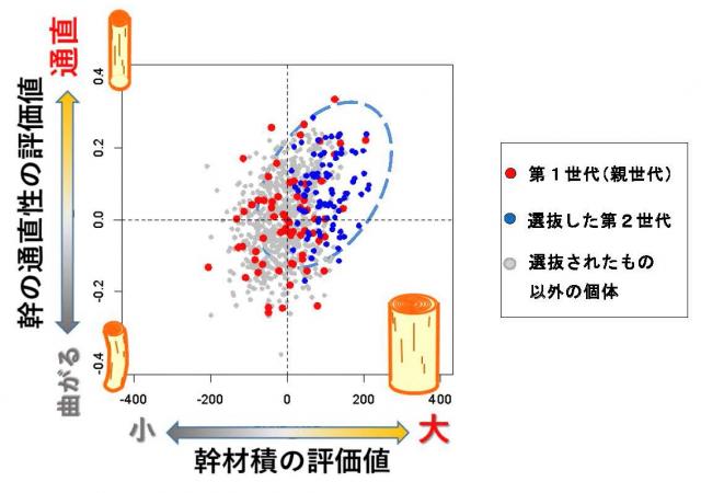 図2. 横軸に幹材積、縦軸に幹の通直性の各評価値を表したグラフ