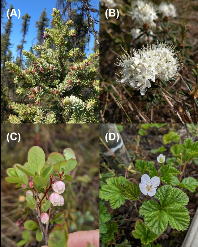 各植物種の枝葉や花の写真です。Aのクロトウヒは長さ1cm程度の小さい針葉がびっしり枝についています。Bのイソツツジの仲間は散形花序と呼ばれるボールのように集まった白い花がついています。Cのクロマメノキは淡いピンク色の釣り鐘型の花を瑞々しい若葉とともにつけています。Dのホロムイイチゴはイチゴの仲間でみられるような大きな瑞々しい葉と白い花をつけています。