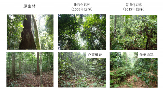 原生林、2005に伐採が行われた旧択伐林、2015年に伐採が行われた新択伐林の林内の様子を写真で示しています。原生林ではフタバガキ科の巨木が存在する一方、2つの択伐林ではマカランガという撹乱を受けた場所を好む樹木が優占しています。また、伐採時に使用された作業道跡には低木が侵入し、徐々に跡がわからなくなってきています。
