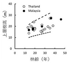 本研究とタイ国内のチーク人工林の林齢と上層高の関係
