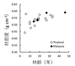 本研究とタイ国内のチーク人工林の林齢と材密度の関係